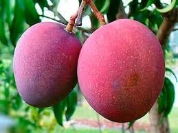 ORIGINAL JAPANESE MIYAZAKI MANGOGrafted hybrid Healthy Live plant,Pack of 1 (Plant-1.5 to 2 Feet Height) Healthy Fruit Plant For Home Garden Plants Tree 