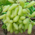 Vedante Bliss Live Seedless Sweet Green Grape Fruit Air Layered plant, Angoor Plant 