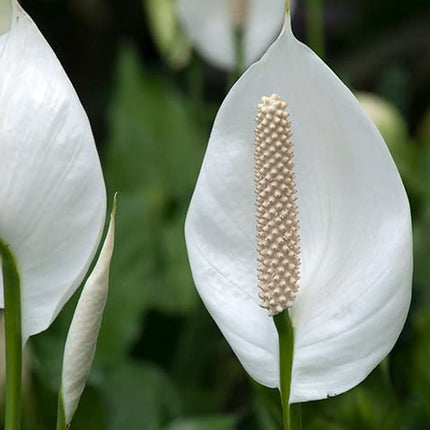 Original Live Peace Lily or Spathiphyllum Plant Air purifier Good luck plant (Pack of 1 Without Pot) 