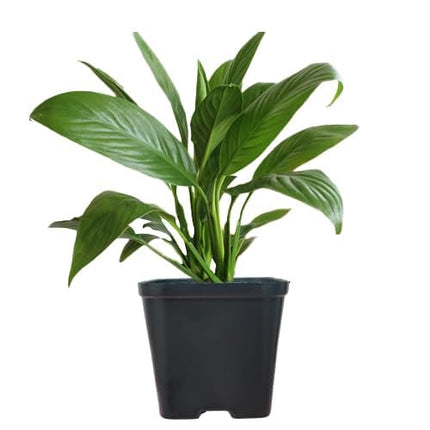 Gravendo Pink Peace Lily (Spathiphyllum) Live Indoor Plant with Flower Pot For Home Office and Living Room With Pot 