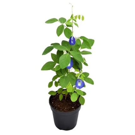 Kalfo Live Blue Aprajita Plant Butterfly Aprajita Flower Asian pigeonwings Clitoria ternatea Butterfly Pea Flower Plant with Pot 