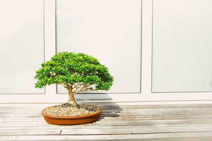 Ficus bonsai tree live plant || live plant for ficus bonsai tree, pack of 2 