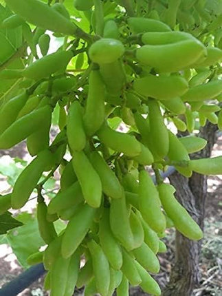 Cloud Farm GREEN GRAPE PLANT (PACK OF 1) GRAFTED - Fruit Tree - Live Outdoor Garden Plant,CF_T108 