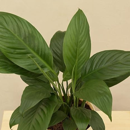 Pink Peace Lily Live Indoor Plant with Grow Bag For Home Office and Living Room Without Pot 
