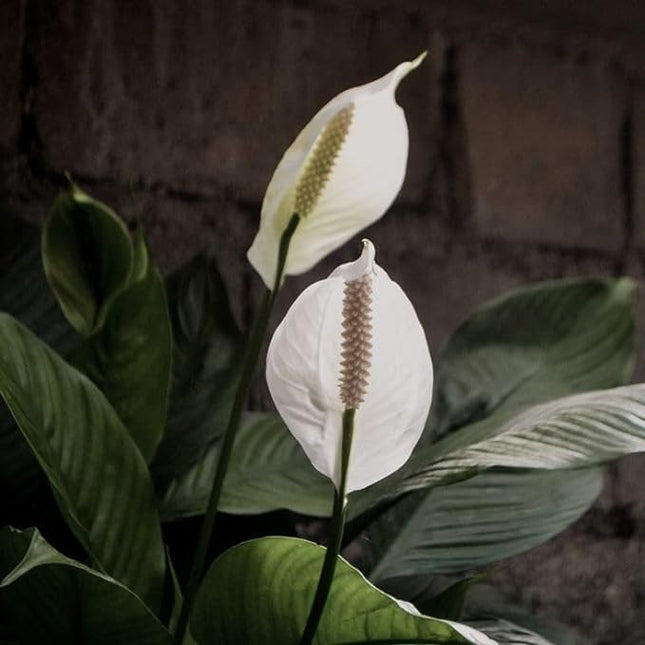 INGLIS PLANTOPIA Peace lilly - Healthy Live Plant with Pot, Air Purifying Plant, Indoor Plants for Living Room, Gifting, Bedroom, Garden, Balcony, Air Purifying Plant, Office Desk with plastic pot 