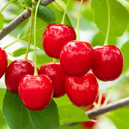 Cherry Tree Plant, Indoor/Outdoor, Live Tree for Home, Office or Garden, Pack of 1 