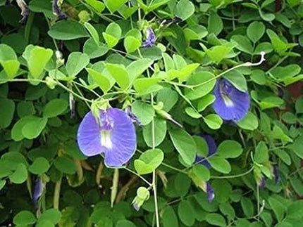 Kalfo Live Blue Aprajita Plant Butterfly Aprajita Flower Asian pigeonwings Clitoria ternatea Butterfly Pea Flower Plant with Pot 