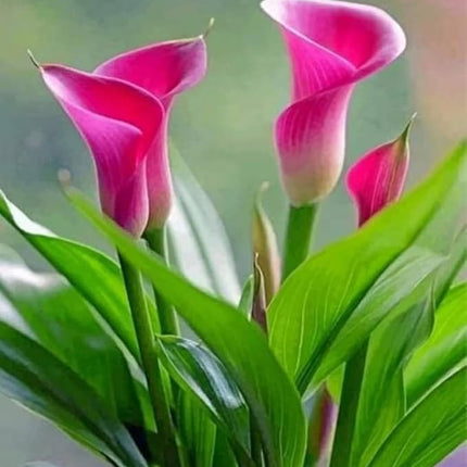 Pink Peace Lily Live Indoor Plant with Grow Bag For Home Office and Living Room Without Pot 