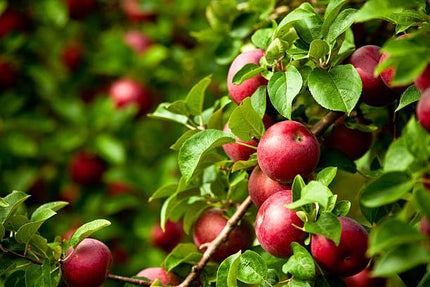 Apple plant for hot climate 4 to 5 feet (Plant height) Pack of 1 Live plant 