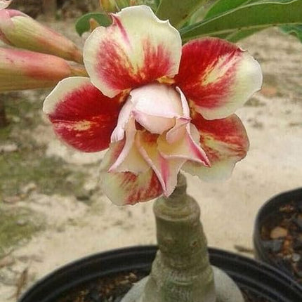 Adenium Plant live Combo Without Pot Bosnai Multi Petal Desert Rose (Set of 5 Plants) | (Combo) | BSWS_06 