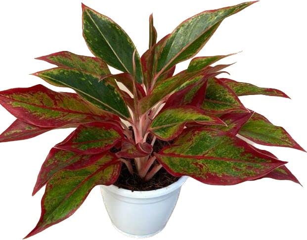 Garden Art Aglaonema (Lipstick Single Stem) Natural Live Indoor Plant with 7.5 cm Pot | Pack of 1 Healthy Live Plant | For Home, Office, Livingroom, Bedroom, Garden Decor 