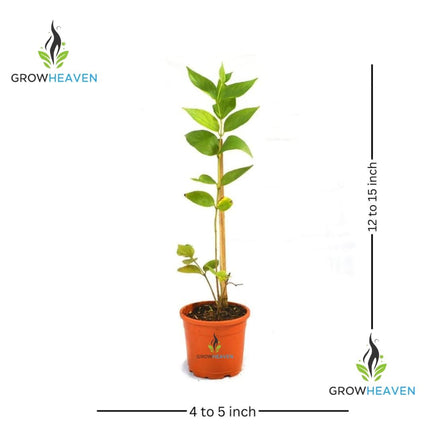 Live All Time 12 months flowering Parijat/Baromasi flowering | Harsingar live Plant & Tree | Night Flowering Jasmine | Night Queen Highly Fragrant Plant | Pack of 1 (Harsingar Flower Plant) 