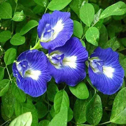 Kalfo Live Blue Aprajita Plant Butterfly Aprajita Flower Asian pigeonwings Clitoria ternatea Butterfly Pea Flower Plant with Pot 