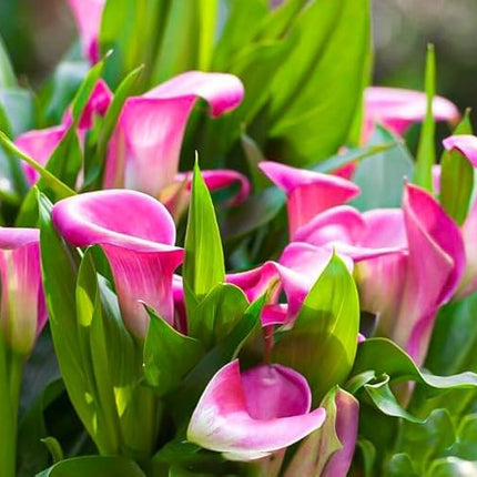 Pink Peace Lily Live Indoor Plant with Grow Bag For Home Office and Living Room Without Pot 