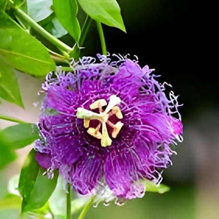 Live Natural 1 Helthy Rakhi Bel Live "Passion Flower "Plant (krisna kamal) || For Home Garden Flower Outdoor & Indoor plant. 