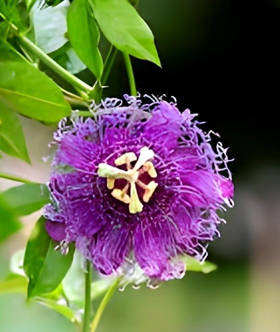Live Natural 1 Helthy Rakhi Bel Live "Passion Flower "Plant (krisna kamal) || For Home Garden Flower Outdoor & Indoor plant. 