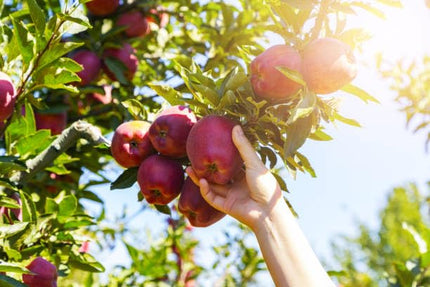 Apple plant for hot climate 4 to 5 feet (Plant height) Pack of 1 Live plant 