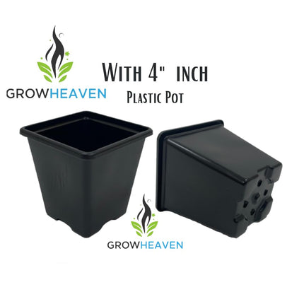 Live All Time 12 months flowering Parijat/Baromasi flowering | Harsingar live Plant & Tree | Night Flowering Jasmine | Night Queen Highly Fragrant Plant | Pack of 1 (Harsingar Flower Plant) 