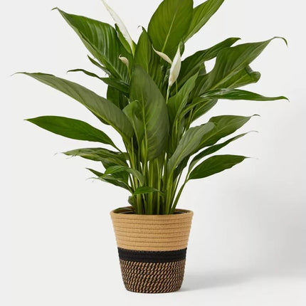 Pink Peace Lily Live Indoor Plant with Grow Bag For Home Office and Living Room Without Pot 