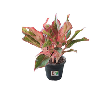 Garden Art Aglaonema (Lipstick Single Stem) Natural Live Indoor Plant with 7.5 cm Pot | Pack of 1 Healthy Live Plant | For Home, Office, Livingroom, Bedroom, Garden Decor 
