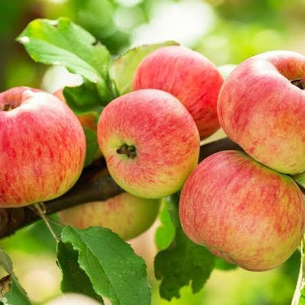 Live Fruit Plant for Hot Climate Supporting All India Weather Grafted Tree from Shimla-Himachal Healthy and Delicious Fruit Plant Pack of 1 Anna & Hrmn 99 Apple Tree 