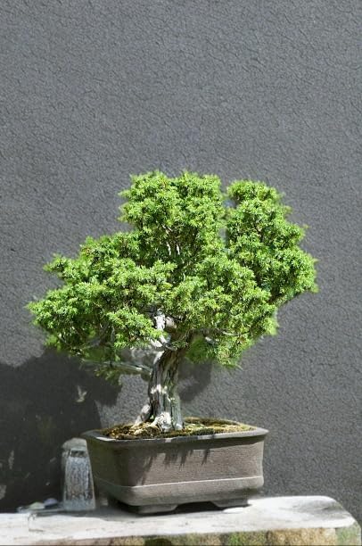 The Green Beach Live Table Kamini Bonsai Plant Live A Table Display of Home Beauty" Oxygen Live Plant For Indoor Home Dacoration With Pot (PACK OF 1) 