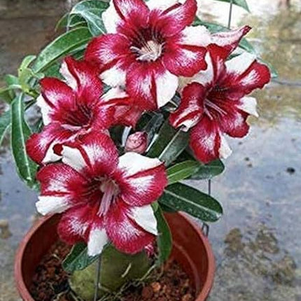 Adenium Plant live Combo Without Pot Bosnai Multi Petal Desert Rose (Set of 5 Plants) | (Combo) | BSWS_06 