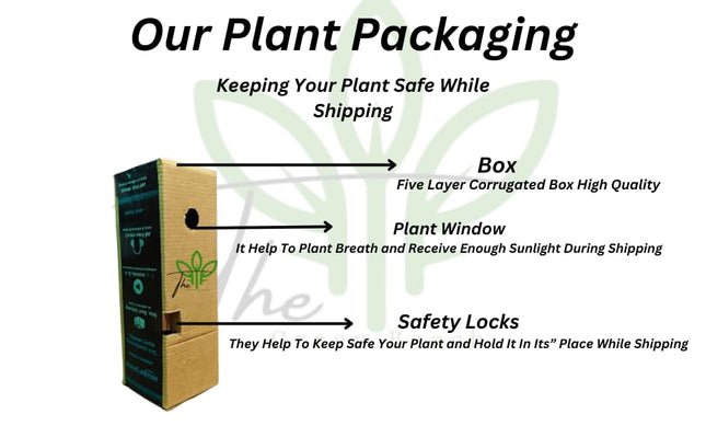 The Green Beach Live Table Kamini Bonsai Plant Live A Table Display of Home Beauty" Oxygen Live Plant For Indoor Home Dacoration With Pot (PACK OF 1) 