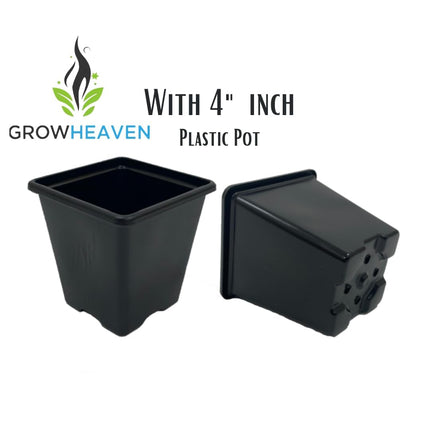 Live All Time 12 months flowering Parijat/Baromasi flowering | Harsingar live Plant & Tree | Night Flowering Jasmine | Night Queen Highly Fragrant Plant | Pack of 1 (Harsingar Flower Plant) 