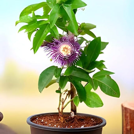 Live Natural 1 Helthy Rakhi Bel Live "Passion Flower "Plant (krisna kamal) || For Home Garden Flower Outdoor & Indoor plant. 