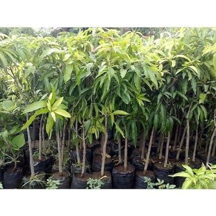 ORIGINAL JAPANESE MIYAZAKI MANGOGrafted hybrid Healthy Live plant,Pack of 1 (Plant-1.5 to 2 Feet Height) Healthy Fruit Plant For Home Garden Plants Tree 