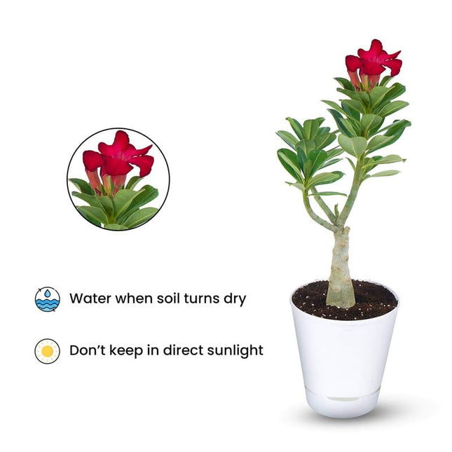 Adenium Plant live Combo Without Pot Bosnai Multi Petal Desert Rose (Set of 5 Plants) | (Combo) | BSWS_06 
