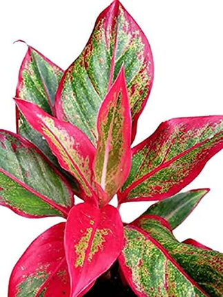 Garden Art Aglaonema (Lipstick Single Stem) Natural Live Indoor Plant with 7.5 cm Pot | Pack of 1 Healthy Live Plant | For Home, Office, Livingroom, Bedroom, Garden Decor 