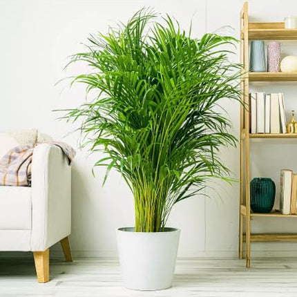 Dream big shop Areca Palm Air Purifier Live Plant Natural Indoor and Outdoor Air Purifying Plant with black Pot Height 25-30 CM pack of 1 