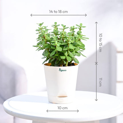 Ugaoo Good Luck Jade Plant with Self Watering Pot 