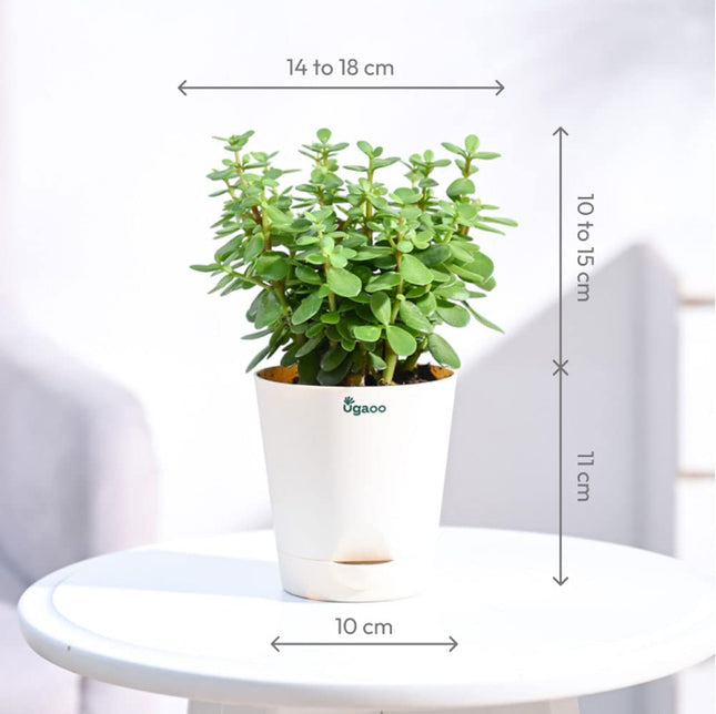Ugaoo Good Luck Jade Plant with Self Watering Pot 