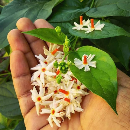 Live All Time 12 months flowering Parijat/Baromasi flowering | Harsingar live Plant & Tree | Night Flowering Jasmine | Night Queen Highly Fragrant Plant | Pack of 1 (Harsingar Flower Plant) 