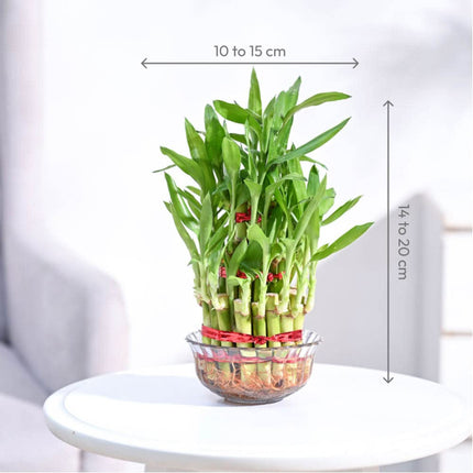 Ugaoo Lucky Bamboo 3 Layer Feng Shui Plant (green color) 
