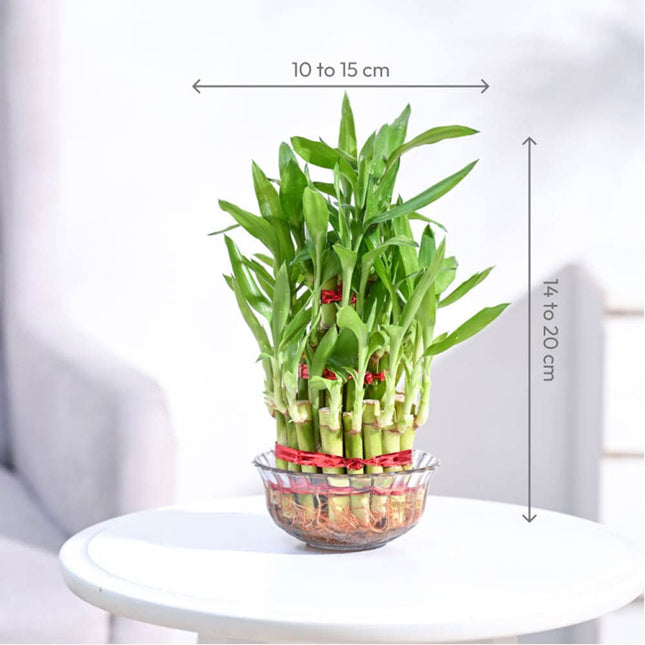 Ugaoo Lucky Bamboo 3 Layer Feng Shui Plant (green color) 