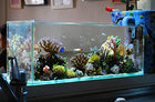 Parko Home Decoration Turtle Aquarium Tank Beautiful Fashion Clear Glass Mini Fish Tank Aqua Habitat Aquarium Tank Only Rust Resistant (Colour May Vary) (9x9x12 Inches) 15L 