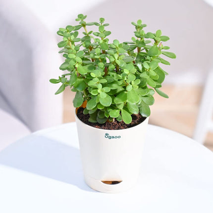 Ugaoo Good Luck Jade Plant with Self Watering Pot 