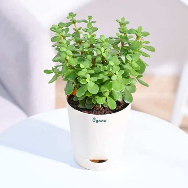 Ugaoo Good Luck Jade Plant with Self Watering Pot 