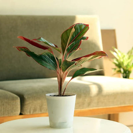Garden Art Aglaonema (Lipstick Single Stem) Natural Live Indoor Plant with 7.5 cm Pot | Pack of 1 Healthy Live Plant | For Home, Office, Livingroom, Bedroom, Garden Decor 
