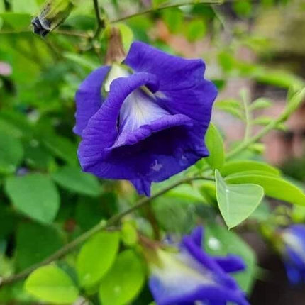 Kalfo Live Blue Aprajita Plant Butterfly Aprajita Flower Asian pigeonwings Clitoria ternatea Butterfly Pea Flower Plant with Pot 
