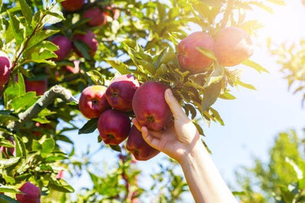 Grafted Sweet Apple Plant (HRMN-99) / Live apple plant specially bred for hot climates/hot weather- 1 healthy seb tree with polybag 