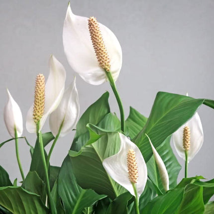 Original Live Peace Lily or Spathiphyllum Plant Air purifier Good luck plant (Pack of 1 Without Pot) 