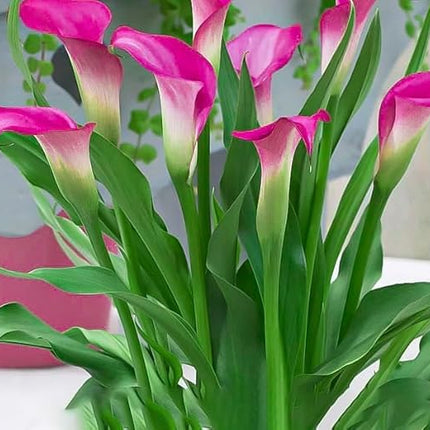 Pink Peace Lily Live Indoor Plant with Grow Bag For Home Office and Living Room Without Pot 