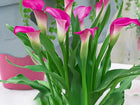 Pink Peace Lily Live Indoor Plant with Grow Bag For Home Office and Living Room Without Pot 