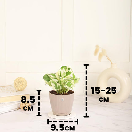 Nurturing Green® Combo of 4 Indoor Live Plants (Jade, Syngonium, Scindapsus Gold & Money Plant Njoy) with Mocha Self Watering Plastic Pots | Air Purifying Plants for Home Decor & Garden 
