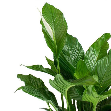 Gravendo Pink Peace Lily (Spathiphyllum) Live Indoor Plant with Flower Pot For Home Office and Living Room With Pot 